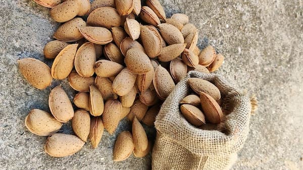 تصویر 3 از خرید و قیمت بادام مامایی با پوست  + فروش عمده